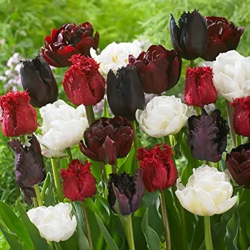 Produktbild: Tulpenzwiebeln Burgundy White Mix (20 Zwiebeln) exklusive schwarze Tulpen aus Holland, winterhart und mehrjährig für Garten, Töpfe, Balkon aus Amsterdam (große Knollen, kein Samen, nicht künstlich)