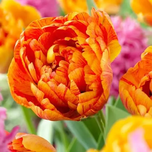Produktbild: Tulpenzwiebeln Double 
