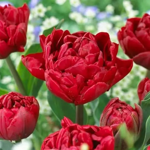 Produktbild: Tulpenzwiebeln Double 
