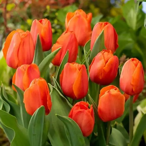 Produktbild: Tulpenzwiebeln Single 