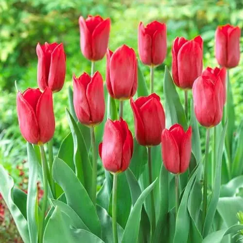 Produktbild: Tulpenzwiebeln Single 