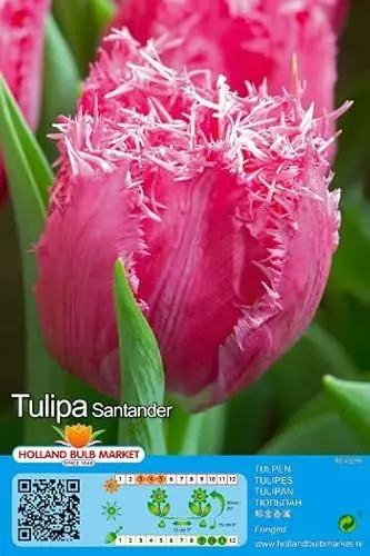 Produktbild: AUSVERKAUF : Tulpenzwiebeln : Gefranste Tulpe 