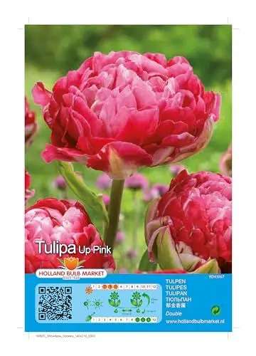 Produktbild: Tulpenzwiebeln : Gefüllte Tulpe 