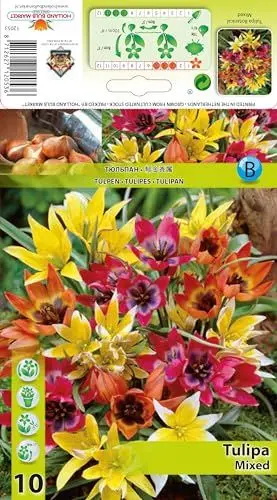Produktbild: Tulpenzwiebeln : Wildtulpe 