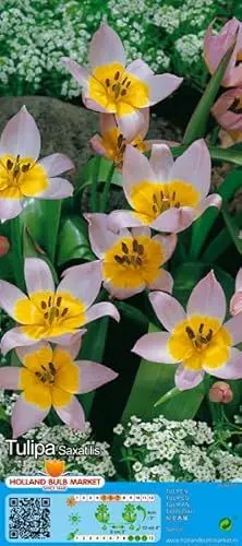 Produktbild: Tulpenzwiebeln : Wildtulpe 