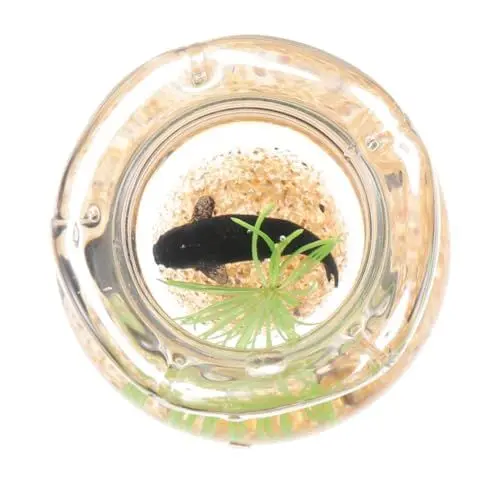 Produktbild: Vaguelly Koi-Aquarium aus Glas Miniatur-Goldfischglas Miniatur-Puppenhaus Handgefertigt Mikrohaus Dekoration Modelle Aquarium für Minihaus Goldfischbecken für Puppenhaus Haushalt Koi-Panzer
