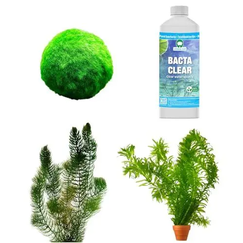 Produktbild: vdvelde.com - Teich Klar Machen und Halten Paket - M - 500-1.250 L - 12 Pflanzen für 500 – 1.250 L - Verhindert und bekämpft Schwebe- und Fadenalgen - Platzierung: lose im Wasser