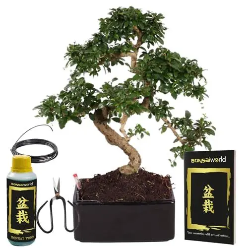 Produktbild: vdvelde.com - Bonsaibaum - Bonsaiworld Pflegeleicht - Bonsai Starter Kit - S-förmig aus japanischer Keramik- Ø 17 cm ↥ ca. 25 cm- Inklusive Starterset