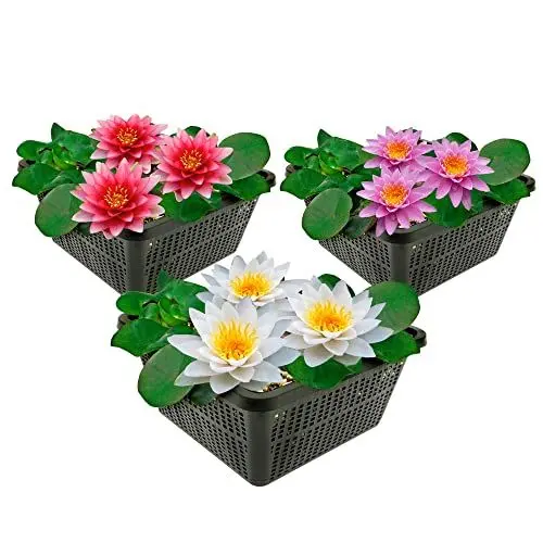 Produktbild: vdvelde.com - Grote Waterlelies - 3 Kleuren - • Combi set• 3 planten• Plaatsing: -10 tot -100 cm