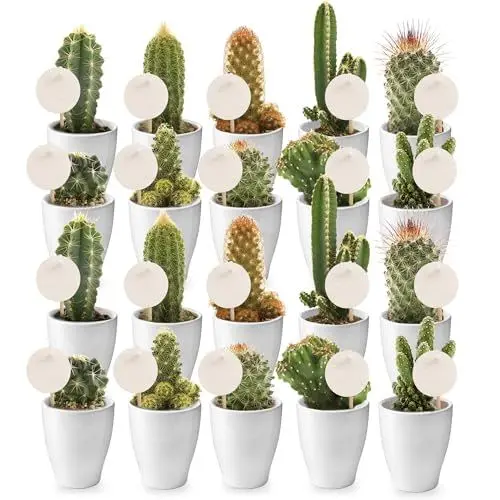 Produktbild: vdvelde.com - Kakteen mit Töpfen - 20 Stück mit Karten und Stöcken - 20 Kakteen + Karten zur Personalisierung- Ø 6 cm ↥ ca. 10 cm- Inkl. 20 weiße Töpfe
