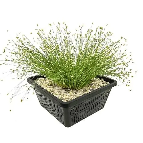 Produktbild: vdvelde.com - Naaldgras - 4 stuks - 1 Vijvermand - Eleocharis Acicularis - • Zuurstofplant• Volgroeide hoogte: 20 cm• Plaatsing: -1 tot -20 cm
