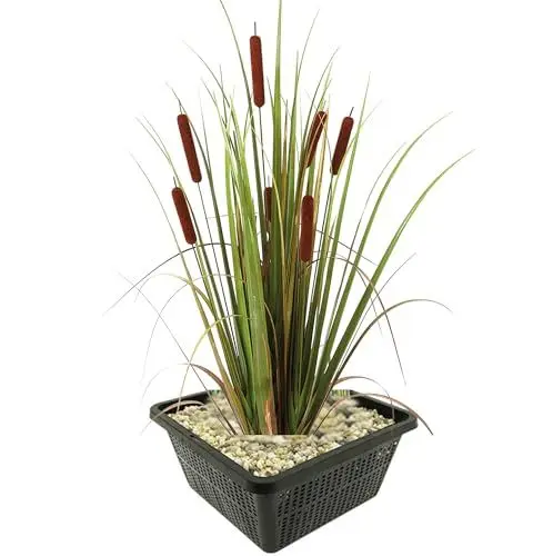 Produktbild: vdvelde.com - Grote Lisdodde - 4 stuks - 1 Vijvermand - Typha Latifolia Rietsigaar - • Waterplant• Volgroeide hoogte: 120 cm• Plaatsing: -1 tot -20 cm