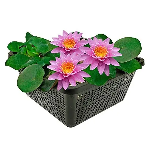 Produktbild: vdvelde.com - Roze Waterlelie - Nymphaea Pink Opal - • Grote waterlelie• Volgroeide hoogte: 10 cm• Plaatsing: -10 tot -100 cm
