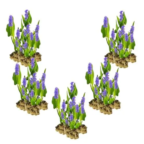 Produktbild: vdvelde.com - Sumpfhyazinthe Hechtkraut - 100 Pflanzen - Pontederia Cordata - Wasserpflanze (100 pro 6 m²) - Endhöhe: 80 cm - Platzierung: -1 bis -20 cm