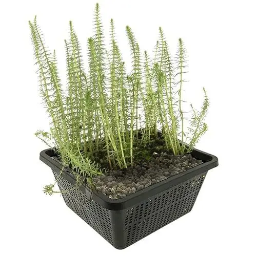 Produktbild: vdvelde.com - Lidsteng - 4 stuks - 1 Vijvermand - Hippuris Vulgaris - • Zuurstofplant• Volgroeide hoogte: 30 cm• Plaatsing: -1 tot -20 cm