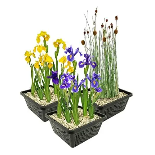 Produktbild: vdvelde.com - Moerasplanten Set - M - • Combi set• 12 planten• Plaatsing: -1 tot -10 cm