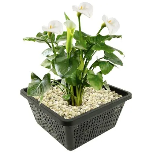 Produktbild: vdvelde.com - Witte Aronskelk - 4 stuks - 1 Vijvermand - Zantedeschia Aethiopica - • Moerasplant• Volgroeide hoogte: 80 cm• Plaatsing: -1 tot -10 cm