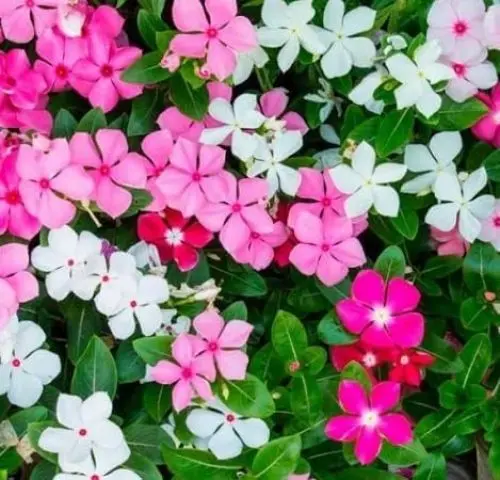 Produktbild: Vinca Blumensamen 100 Stück gemischt
