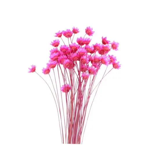 Produktbild: VINTORKY 50 Stück getrocknete Blumen Dekoration trockenblumenstrauss trockenblumen straus gefälschte Blumen getrocknete Blumen Masse Wohnkultur schmücken Brasilianische Sternblume Handbuch