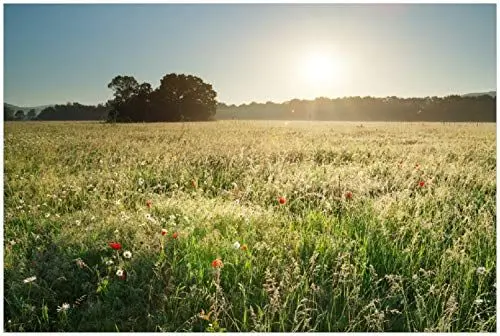 Produktbild: Wallario Poster - Wiese im Licht der Abendsonne in Premiumqualität, Größe: 100 x 150 cm XXL-Poster