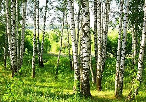 Produktbild: wandmotiv24 Fototapete Birkenwald Wiese Landschaft Sträuchern, L 300 x 210 cm - 6 Teile, Wanddeko, Wandbild, Wandtapete, Blätter Bäume Birken Wald M5836