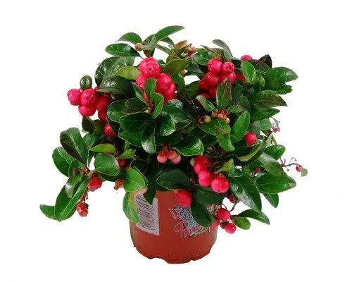 Produktbild: Wango Scheinbeere, Gaultheria procumbens, winterhart