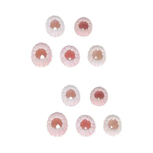 Produktbild: Warmhm 10 Stk Meer Saftige Schalenpflanzer Tillandsienpflanzer Diy Bastelmaterial Perlen Mini-naturhandwerk Seeigel Handwerk Künstliche Muscheln Charms Schmuckherstellung Puppe Charme