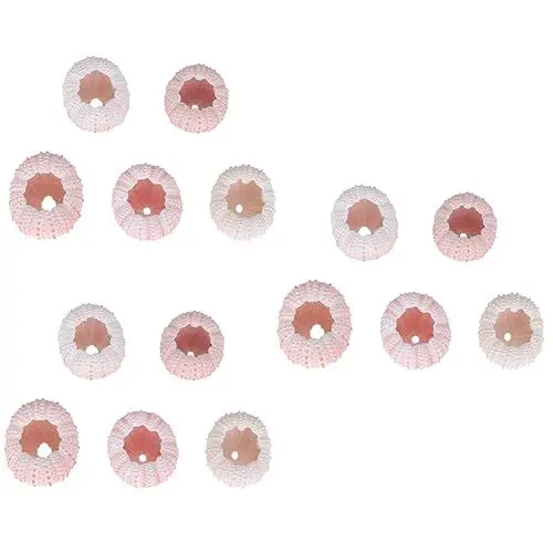 Produktbild: Warmhm 3er-set Luftpflanzen-muschel-seeigel-topf Natürlicher Pflanzhalter Für Seeigel-muscheln Ihre Heimdekoration 5 Stück X 3