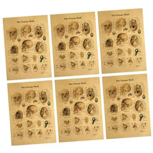 Produktbild: Warmhm 6-teiliges Poster mit Menschlichem Dissektionsschädel Vintage-bar- Hochwertiges Material Pädagogischer Menschlicher Schädel für Die Home-bar-schule