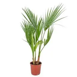 Produktbild: Bloomique - Washingtonia Robusta - Mexikanische Fächerpalme - Palme - Winterharte Balkonpflanzen - Gartenpflanzen Winterhart - Höhe 50-70 cm - Topf 14 cm