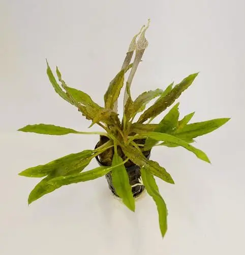 Produktbild: WASSERPFLANZEN WOLFF - 1 Topf schöner Genoppter Wasserkelch/Cryptocoryne crispatula var. balansae, lange stark gehämmerte und gekräuselte Blätter, Hintergrund, bedingt barschfest, wird schön groß