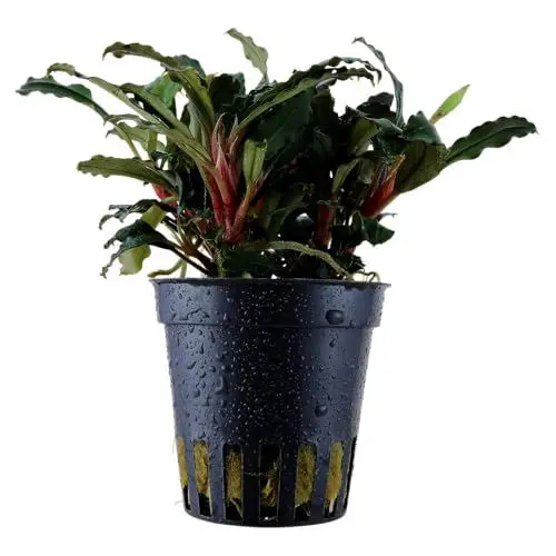 Produktbild: WASSERPFLANZEN WOLFF – Bucephalandra 'Mini Red' | Kompakte Rarität im Topf | Rötlich schimmernde Blätter | Aufsitzerpflanze für Wurzeln & Steine | barschfest & pflegeleicht | Aquascaping
