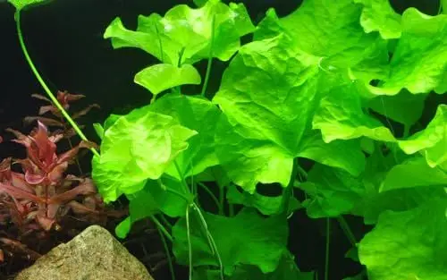 Produktbild: WASSERPFLANZEN WOLFF - Flipper-Lotos/Nymphoides taiwan - Flipper, hellgrüne, rundliche Blätter, wunderschöner Kontrast, Mittel- bis Hintergrund, Aquascaping