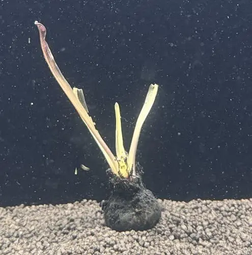 Produktbild: WASSERPFLANZEN WOLFF - Große genoppte Wasserähre/Aponogeton boivinianus, Hammerschlag-Optik echter Blickfang in jedem Aquarium, Knolle mit den ersten zarten Unterwasser-Blättern