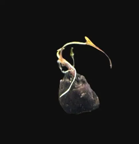 Produktbild: WASSERPFLANZEN WOLFF - Grüner Tigerlotus Knolle+Trieb/Nymphaea lotus var. viridis stellt keine besonderen Pflegeansprüche - Nymphea lotus (zenkeri) echter Blickfang in jedem Aquarium