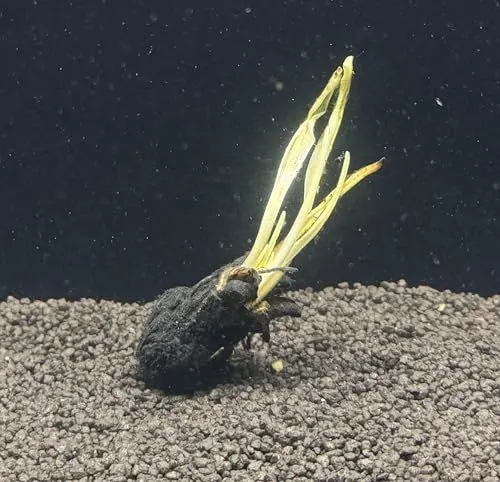 Produktbild: WASSERPFLANZEN WOLFF - Henkels Gitterpflanze/Aponogeton madagascariensis var. henkelianus, große schmale Gitterpflanze