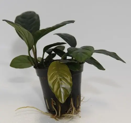 Produktbild: WASSERPFLANZEN WOLFF – Kaffeeblättriges Speerblatt/Anubias Coffeifolia | Robuste Aquariumpflanze im Topf | Aufsitzerpflanze für Wurzeln & Steine | barschfest & pflegeleicht