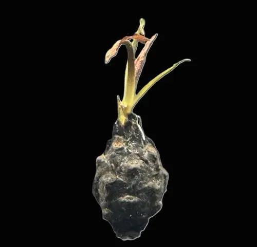 Produktbild: WASSERPFLANZEN WOLFF - Roter Tigerlotus Knolle+Trieb/Nymphaea lotus var. rubra stellt keine besonderen Pflegeansprüche - Nymphea lotus (zenkeri) rot echter Blickfang in jedem Aquarium