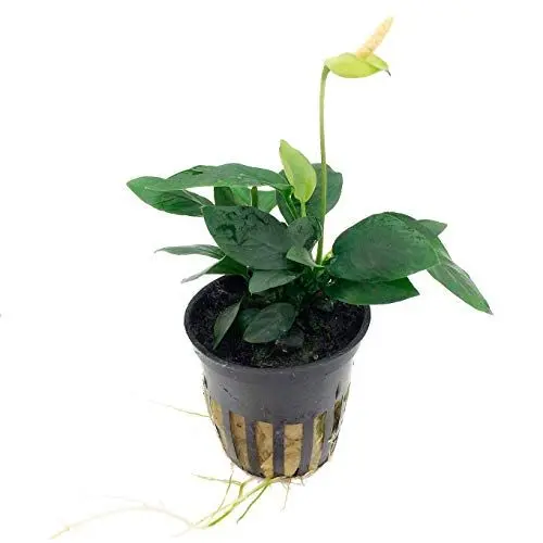 Produktbild: WASSERPFLANZEN WOLFF – Zwerg-Speerblatt - Anubias nana | Robuste Vordergrund Aquariumpflanze im Topf | Aufsitzerpflanze für Wurzeln & Steine | barschfest & pflegeleicht