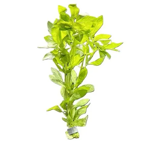 Produktbild: WASSERPFLANZEN WOLFF - ein Bund Kleiner Indischer Wasserfreund/Hygrophila polysperma, eine der pflegeleichtesten und beliebtesten Aquarienpflanzen, schnellwachsende Stängelpflanze