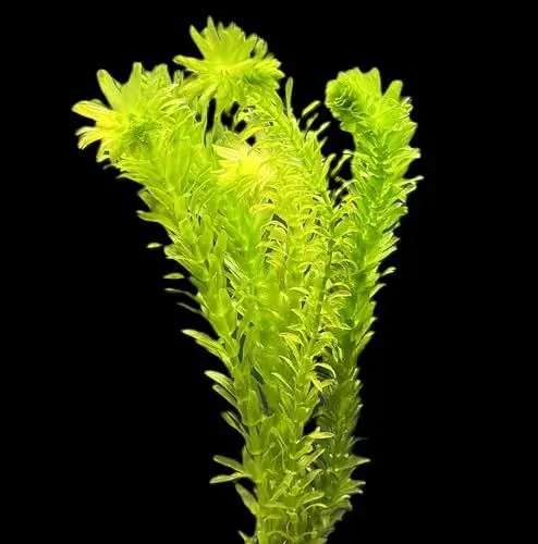 Produktbild: WASSERPFLANZEN WOLFF - ein Bund schöne Dichtblättrige Argentinische Wasserpest/Egeria Densa Sauerstoffpflanze für Kaltwasser und Warmwasser Aquarium