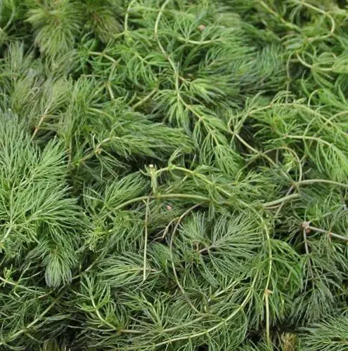Produktbild: WASSERPFLANZEN WOLFF - ein Bund schönes Hornkraut - winterhartes Hornblatt/Ceratophyllum demersum, Raues Hornblatt, Klärpflanze Sauerstoffpflanze für Kaltwasser und Warmwasser Aquarium