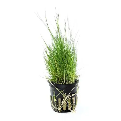 Produktbild: WASSERPFLANZEN WOLFF - ein Topf schöne Nadelsimse/Eleocharis acicularis, dichte, grasähnliche Vordergrundpflanze, Teppich für kleine Aquarien, Nano-Cube