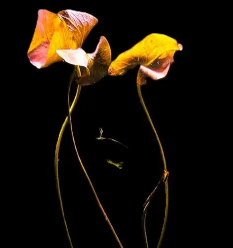 Produktbild: WASSERPFLANZEN WOLFF - ein Topf schöner Roter Tigerlotus/Nymphaea lotus var. rubra stellt keine besonderen Pflegeansprüche - Nymphea lotus (zenkeri) rot echter Blickfang in jedem Aquarium