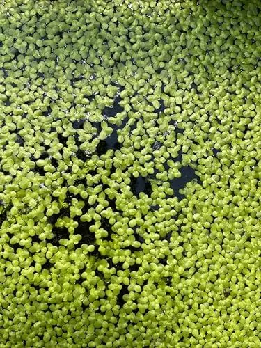 Produktbild: WASSERPFLANZEN WOLFF - eine Portion Lemna Minor – Wasserlinsen | Schwimmpflanze für Teich & Aquarium | algenhemmend, winterhart, schnellwüchsig | Perfekt als Futterpflanze | Schutz für Fische