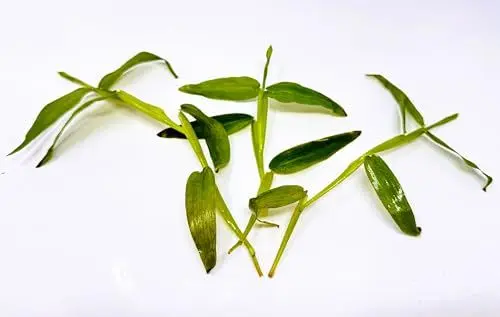 Produktbild: WASSERPFLANZEN WOLFF - eine Portion Schwimmgras - Schwimmreis/Hydroryza aristata - Schwimmpflanzen-Rarität für Gartenteich, Kaltwasser und Warmwasser Aquarium