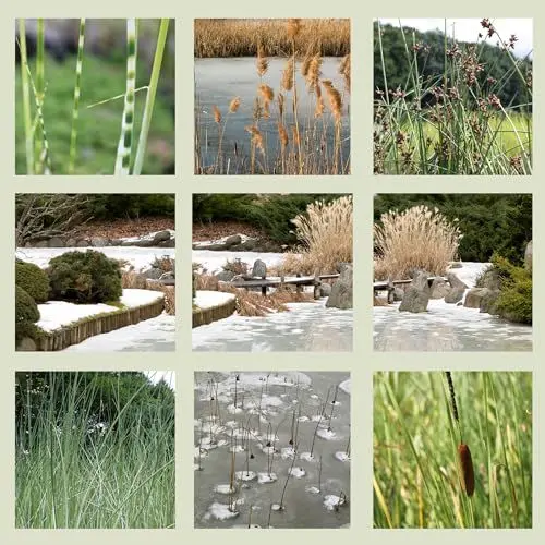 Produktbild: WASSERPFLANZEN WOLFF - natürliche, biologische Alternative zu herkömmlichen Eisfreihaltern, verhindert dass die Oberfläche des Gartenteiches im Winter zufriert, 4er Mix im 19cm PFLANZKORB