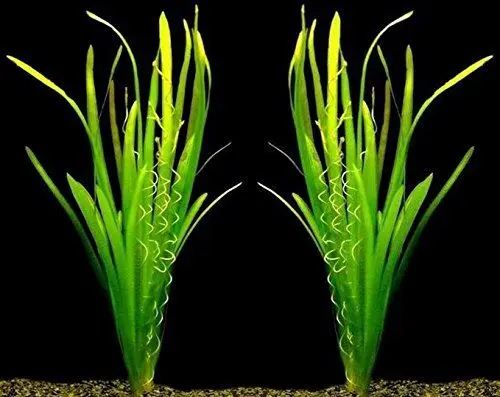 Produktbild: WFW wasserflora MUTTERPFLANZEN Riesenvallisneria/Vallisneria gigantea - kräftige Pflanzen mit breiten Blättern
