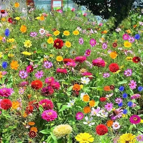 Produktbild: Wildblumen Blumensamen Mischung winterhart mehrjährig 1000pcs: Für Topf, Balkon & Garten – Ideal als Geschenk für Mama, Oma, Freunde, Kinder und Naturliebhaber