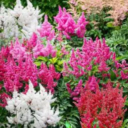 Produktbild: Winterharte Astilbe Stauden Kollektion (10 Wurzeln/Zwiebeln), Mix von 5 Sorten für Garten, 2 von jeder Farbe, große mehrjährige Pflanzen aus Holland (kein Samen), Weiß-Rot-Rosa-Violett Hybriden